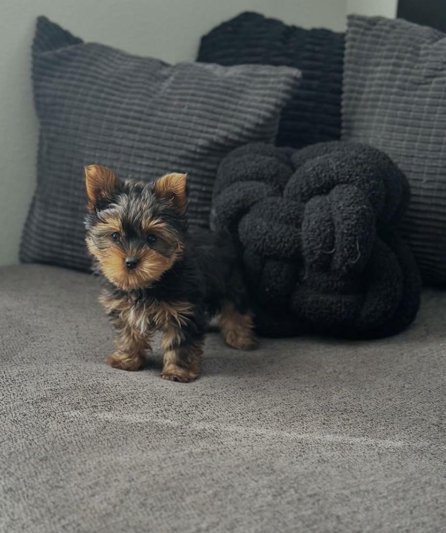 <span style="font-weight: bold;">Milo&nbsp;</span>