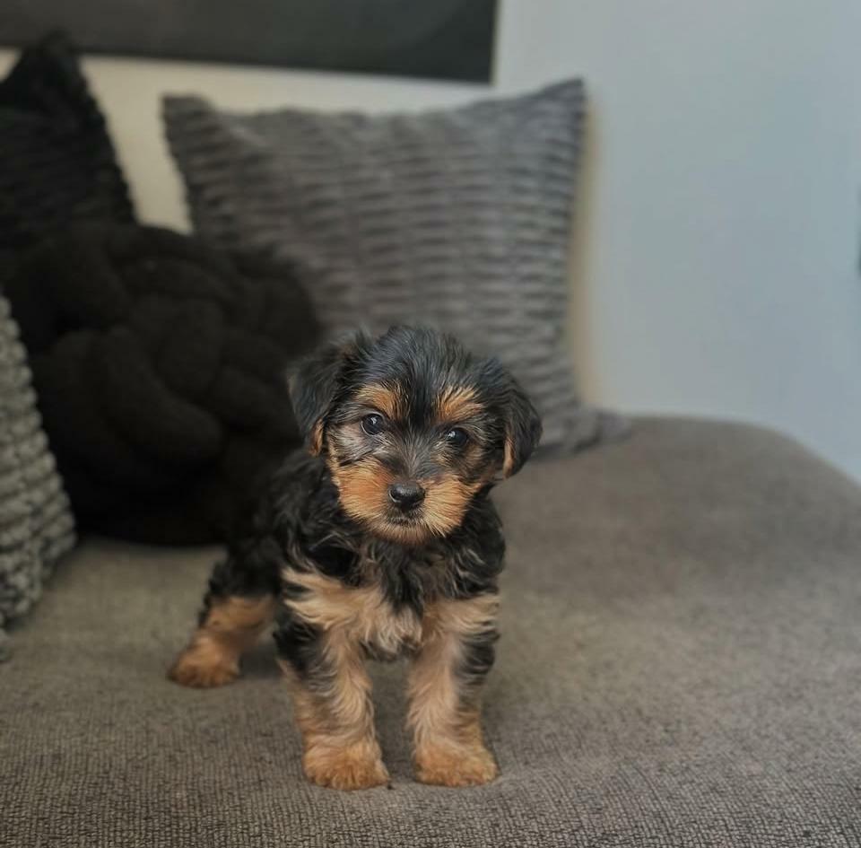 <span style="font-weight: bold;">LILI</span>&nbsp;