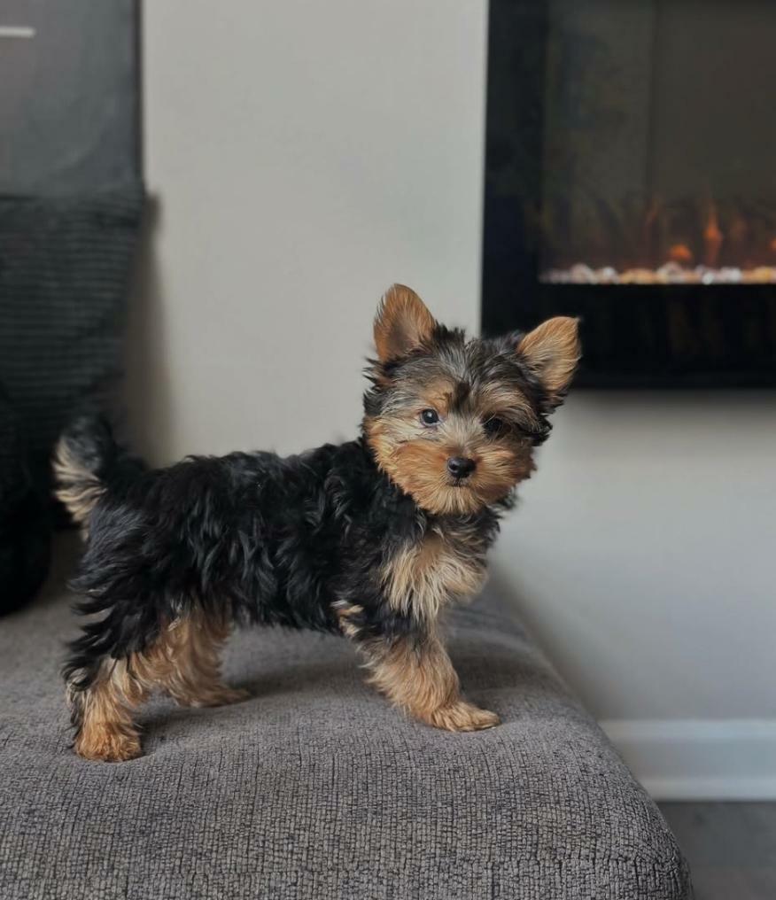 <span style="font-weight: bold;">Luca</span>&nbsp;