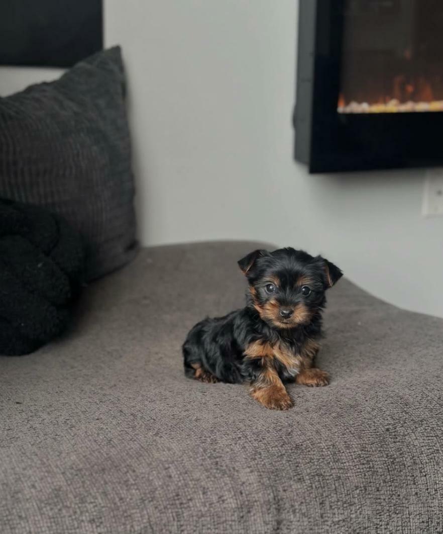 <span style="font-weight: bold;">Raito&nbsp;</span>