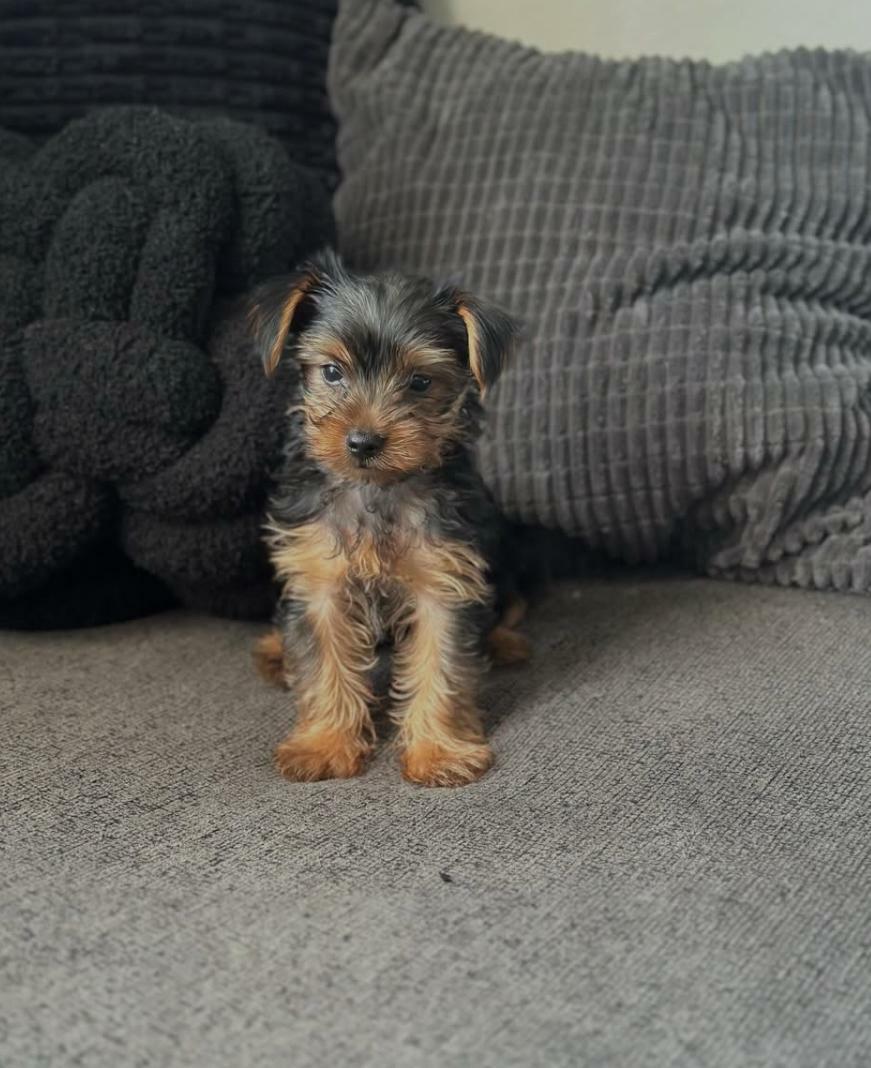 <span style="font-weight: bold;">Toto&nbsp;</span>